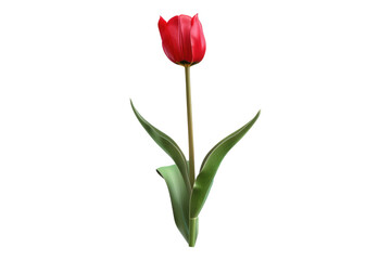 Red tulip flower isolated on transparent background