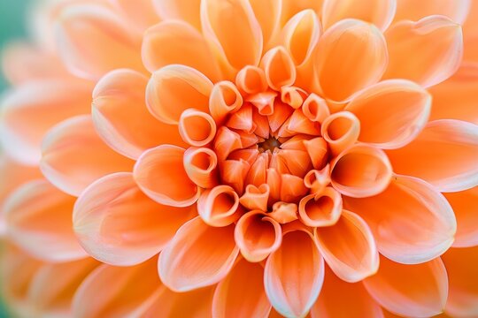 This is a close-up of a beautiful, orange coloured flower. This was generated using synthetic intelligence. Beautiful simple AI generated image in 4K, unique.