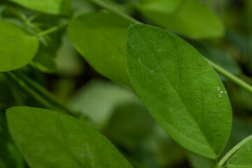 Close-up Macro Shot of Fresh Green Pinnate Compound Leaves on a Climbing Vine in Tropical Jungle