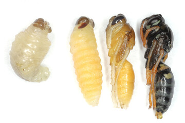 Detailed macro shot of european paper wasp (Polistes dominula). Various developmental stages, larva, pupa.
