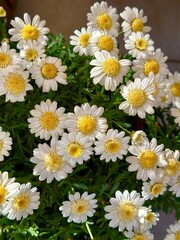 Fototapeta premium Regular German daisies are fully bloomed healthy in spring seen on a macro shot.