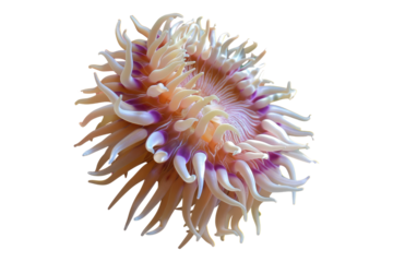 Sea anemone isolated on transparent background