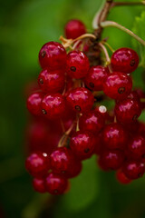 Branch of ripe red currant in a home garden