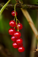 Branch of ripe red currant in a home garden