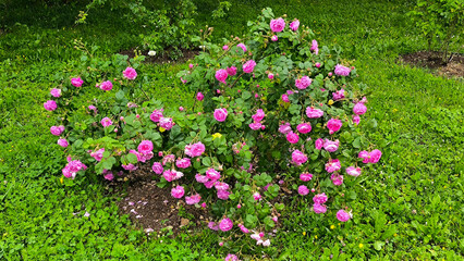 colorful blooming bushes of roses in the park