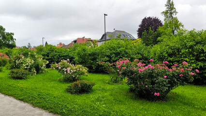 colorful blooming bushes of roses in the park