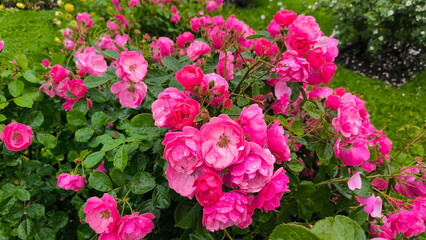 colorful blooming bushes of roses in the park