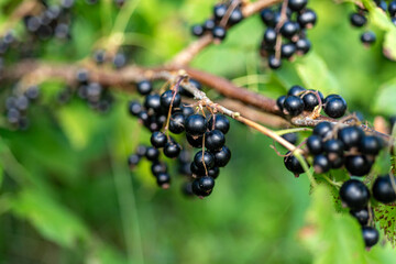 black currant berries, berry picking time, juicy berries, vegetarian diet