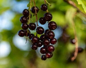 black currant berries, berry picking time, juicy berries, vegetarian diet