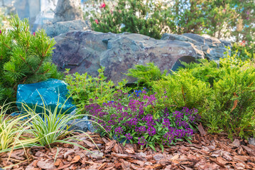 coniferous plants among the stones
