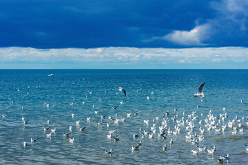Seagulls flock on the sea surface.