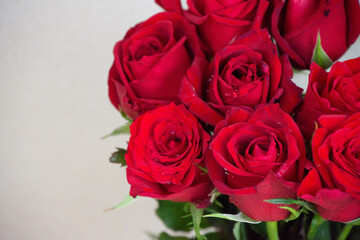 Fototapeta premium 赤い薔薇