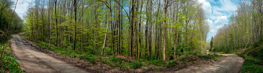 Fototapeta premium Panorama of dark green forest, gloomy light, forest in summer.