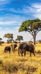 Obraz premium A family of elephants walks in a savanna, led by the largest one. The grass is tall, the sky is blue, and a few clouds float above