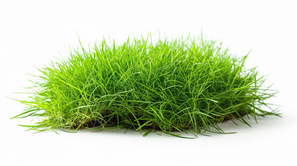 Fototapeta premium Fresh, green grass isolated on a white background, symbolizing growth, nature, and freshness.