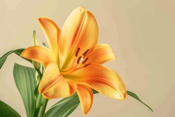 Obraz premium Wild jungle-like flowers, blank background.. Beautiful simple AI generated image in 4K, unique.