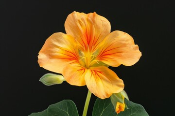 flower Photography, Hibiscus rosa-sinensis Double Peach, full view object, copy space on top, Isolated on Black Background. Beautiful simple AI generated image in 4K, unique.
