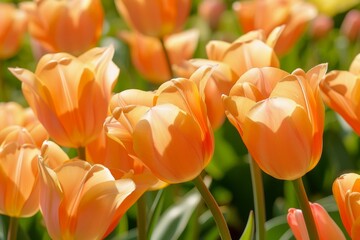 Bright yellow-orange tulip flower  isolated on pink background.. Beautiful simple AI generated image in 4K, unique.