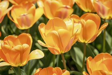 Beautiful yellow-red tulip flower in nature.. Beautiful simple AI generated image in 4K, unique.