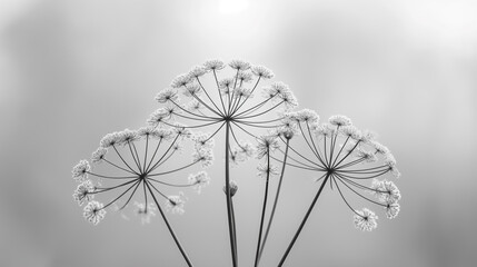 Delicate, intricate close-up of white flowers in a monochromatic setting, highlighting the elegance and simplicity of nature.