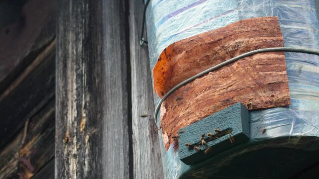 A swarm of bees has entered a bucket trap, attracted by the scent of a pheromone lure. The bees are clustered around the entrance of the trap, preparing to make their new home.