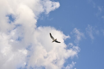 seagull in flight