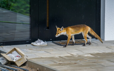 Fox at house door looking for a food in the city