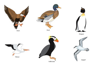 Birds vectors