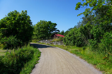 A country road during the summer