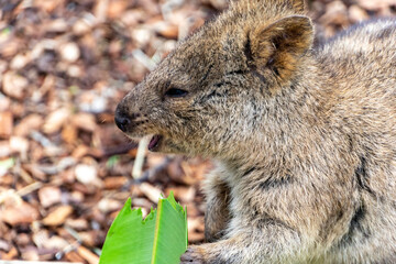 Quokka at zoo