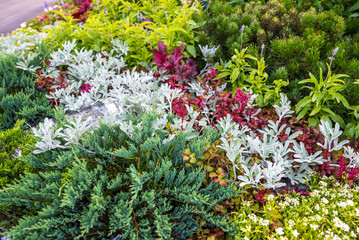 colorful beautiful flowers in the garden