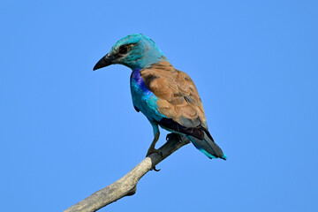 Blauracke // European roller (Coracias garrulus)