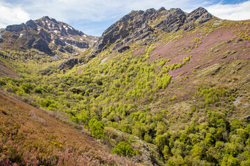 Ancient spring yew forest hidden in a beautiful glacial valley surrounded by large mountains. Teixadal de Casaio. Trevinca. Ourense