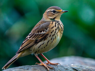 Fototapeta premium robin on a branch, wildlife, animal, wild, brown, feather, beak, branch, birds, small, feathers, cute, chaffinch, wing