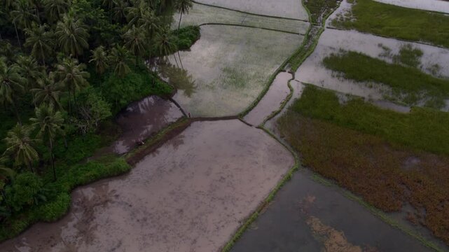 Aerial view of lush rice fields at sunset with palm trees and water, Pantai Marosi, Sumba island, Indonesia.
