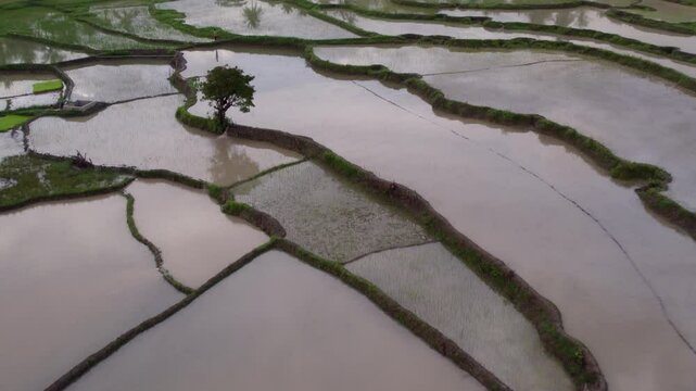 Aerial view of rice terraces at sunset with palm trees and houses, Pantai Marosi, Sumba Island, Indonesia.