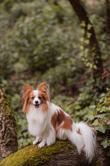 beautiful dog papillon puppy with big ears poses and looks into the camera and away in nature on the background of greenery in the park garden, among the trees old ruins sights and castles beautiful s