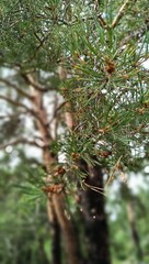 Ветка сосны © Татьяна Чечерина