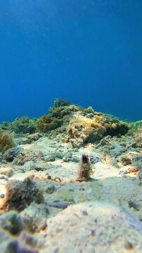 Witness the graceful dance of a sea worm as it plays hide and seek with gentle touches, revealing the magic of the underwater world