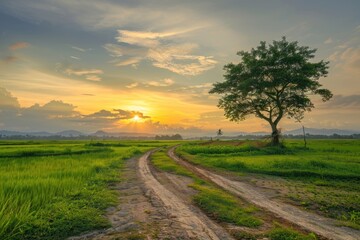Fototapeta premium Land Scape. Dusty Road in Rural Landscape with Big Rain Tree Plant at Sunset