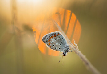 Motyl Modraszek Ikar  o wschodzie słońca na łące. © mycatherina