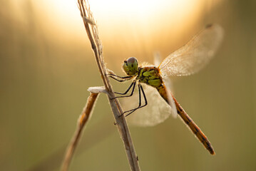 Ważka Szablak krwisty, zbliżenie, wschód słońca. © mycatherina