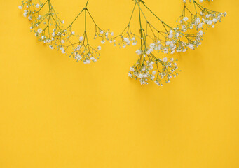 Gypsophila flowers on a yellow background. Copy space