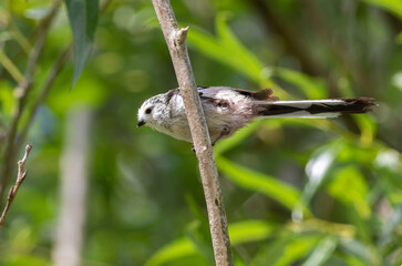 Long-tailed tit, Aegithalos caudatus. A bird sits on a branch
