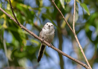 Long-tailed tit, Aegithalos caudatus. A bird sits on a branch looking into the lens