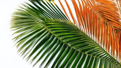 Multi-colored palm leaves on the blue background