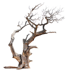 Dead dried tree on transparent background. 