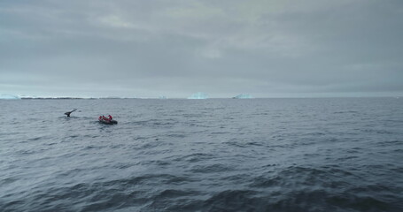 People on zodiac boat follow humpback whale in Antarctic polar ocean. Expeditions and adventures in Antarctica. Explore wildlife rare species on South Pole, travel, science expedition. Wild nature