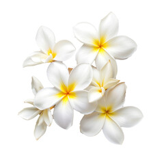 Fototapeta premium White plumeria flowers.
