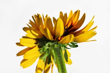 Interesting flower and stem of rudbeckia - example of fasciation in plants